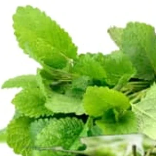 Fresh mint leaves